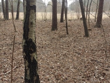 Działania w ramach czynnej ochrony pełnika europejskiego w PPK., 